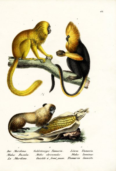 Golden Lion Tamarin by Karl Joseph Brodtmann
